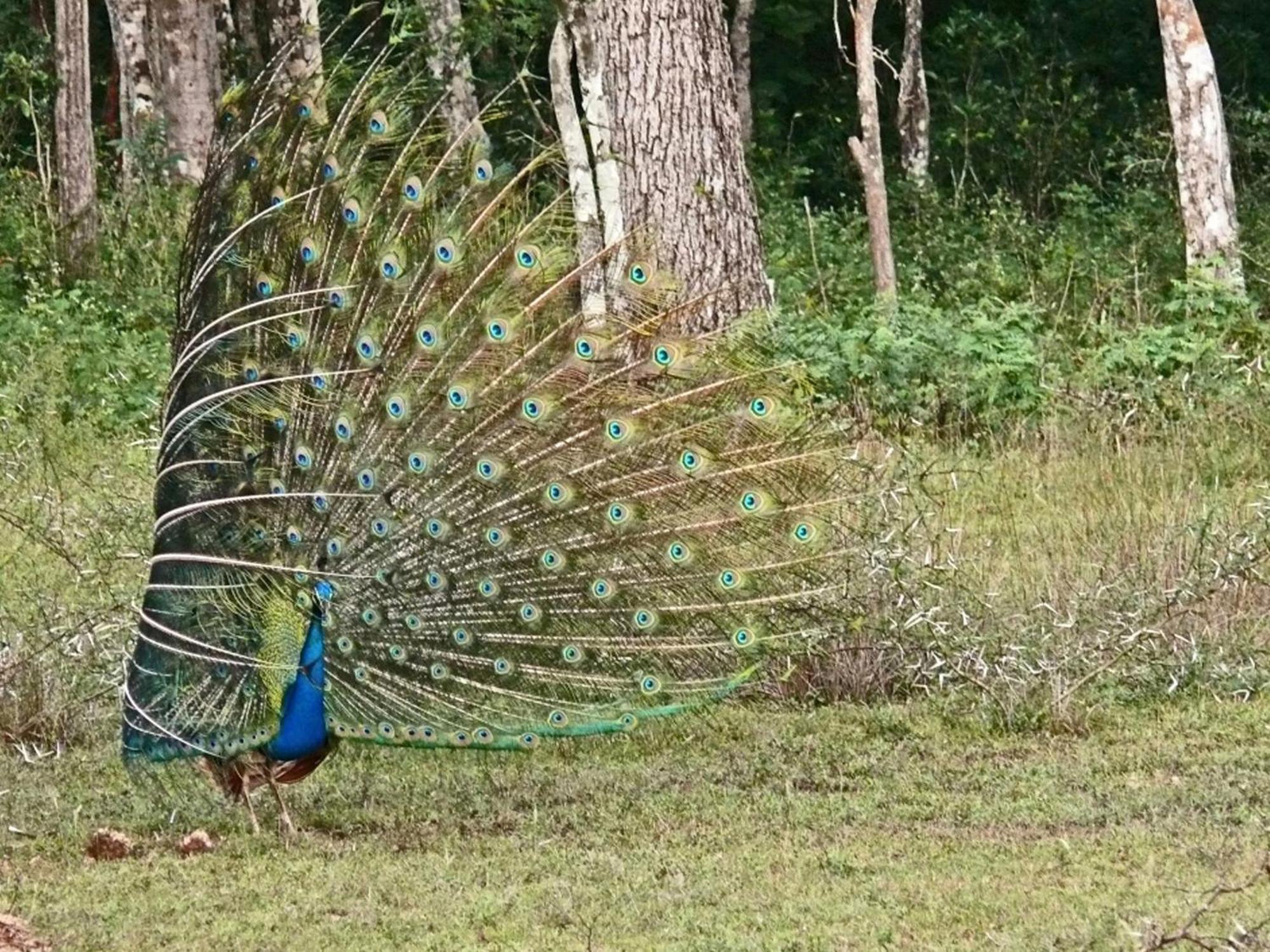 Big Game - Wilpattu By Eco Team Hotel Exterior photo