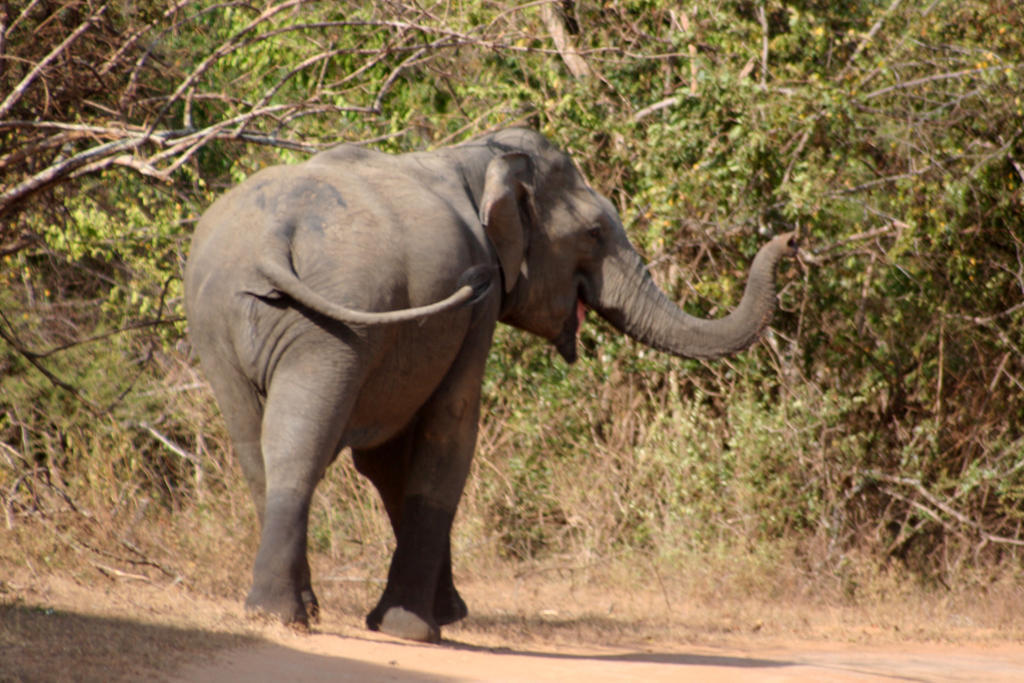 Big Game - Wilpattu By Eco Team Hotel Exterior photo