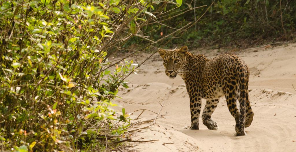 Big Game - Wilpattu By Eco Team Hotel Exterior photo